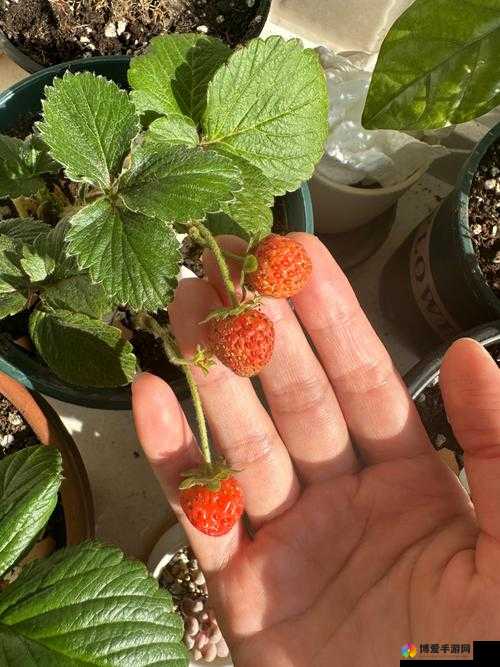 大草莓和小草莓的奇妙冒险之旅以及它们之间的有趣故事