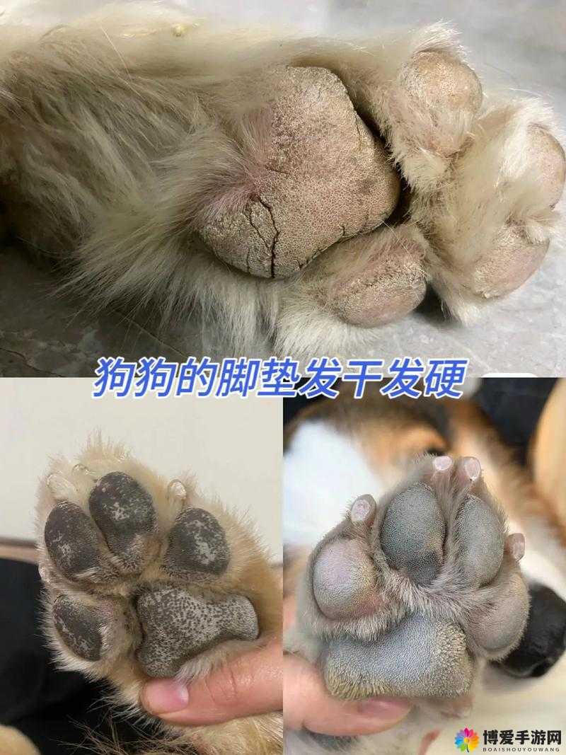 狗狗身上那又硬又烫的奇特之物引发的奇妙现象